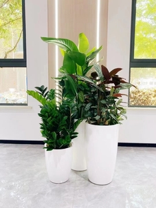 领略鄞州绿植租赁设计，开启绿色生活新体验